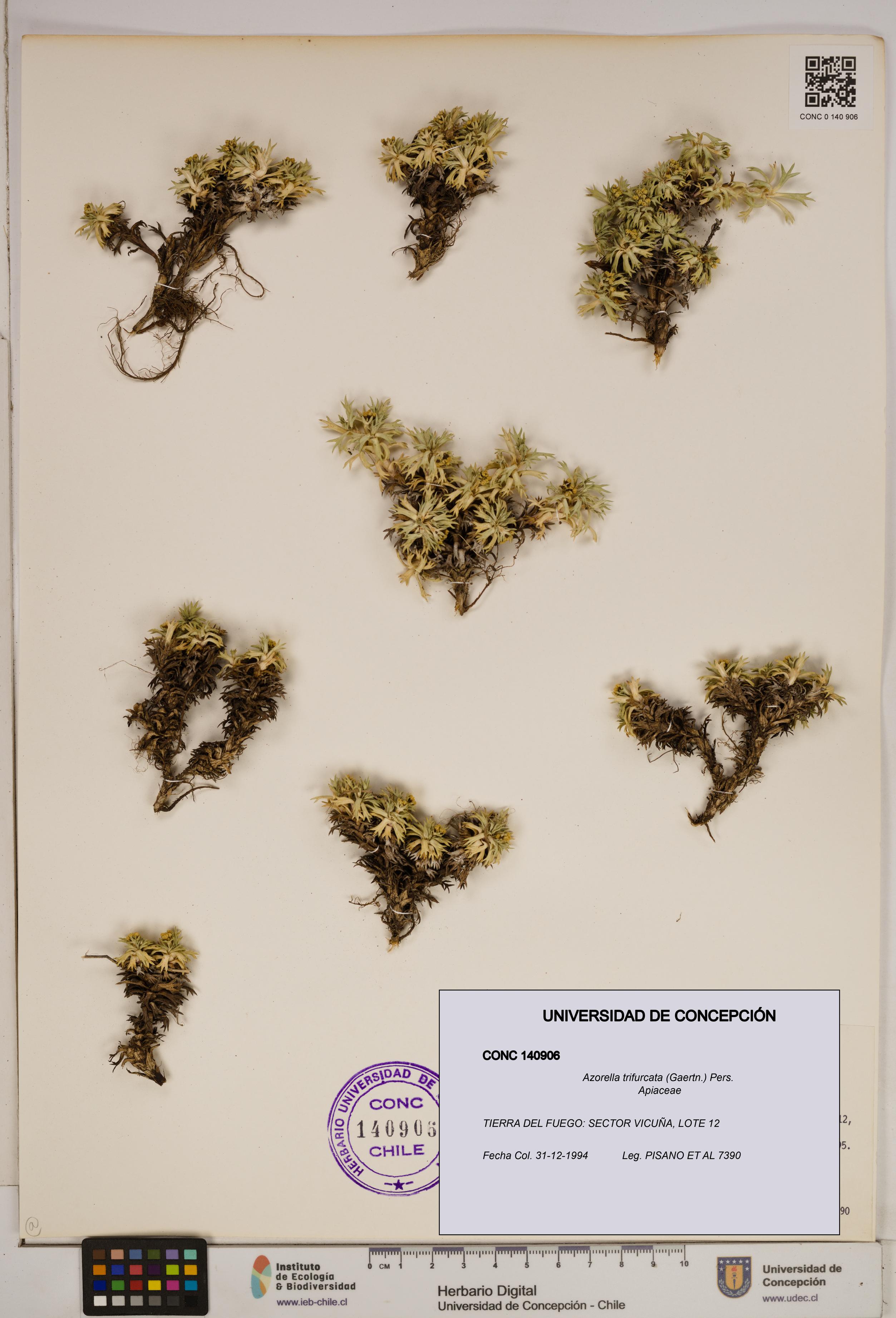 Azorella trifurcata [Espécimen: ]