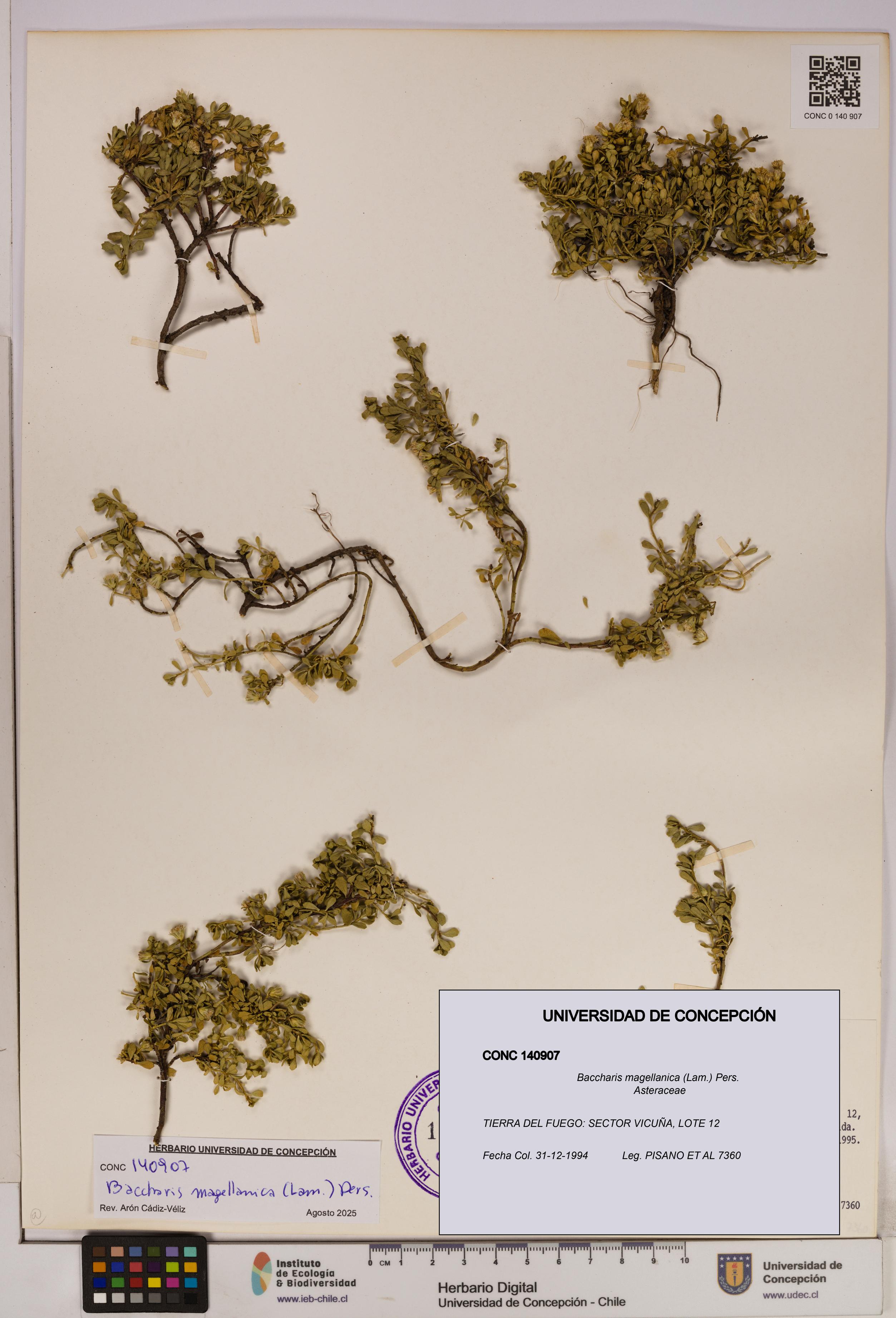 Baccharis magellanica [Espécimen: UDEC:CONC:0140907]