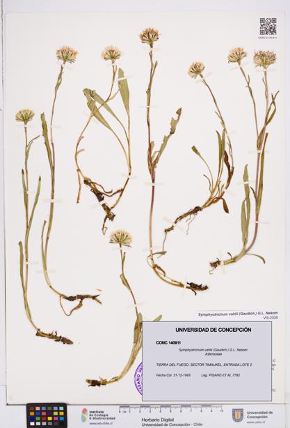 Symphyotrichum vahlii [Espécimen: ]