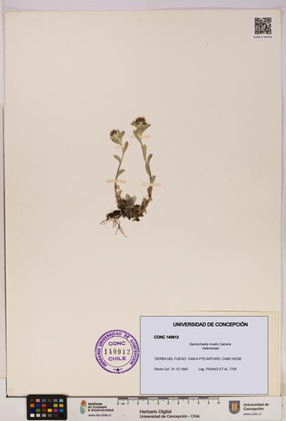 Gamochaeta nivalis [Espécimen: UDEC:CONC:0140912]