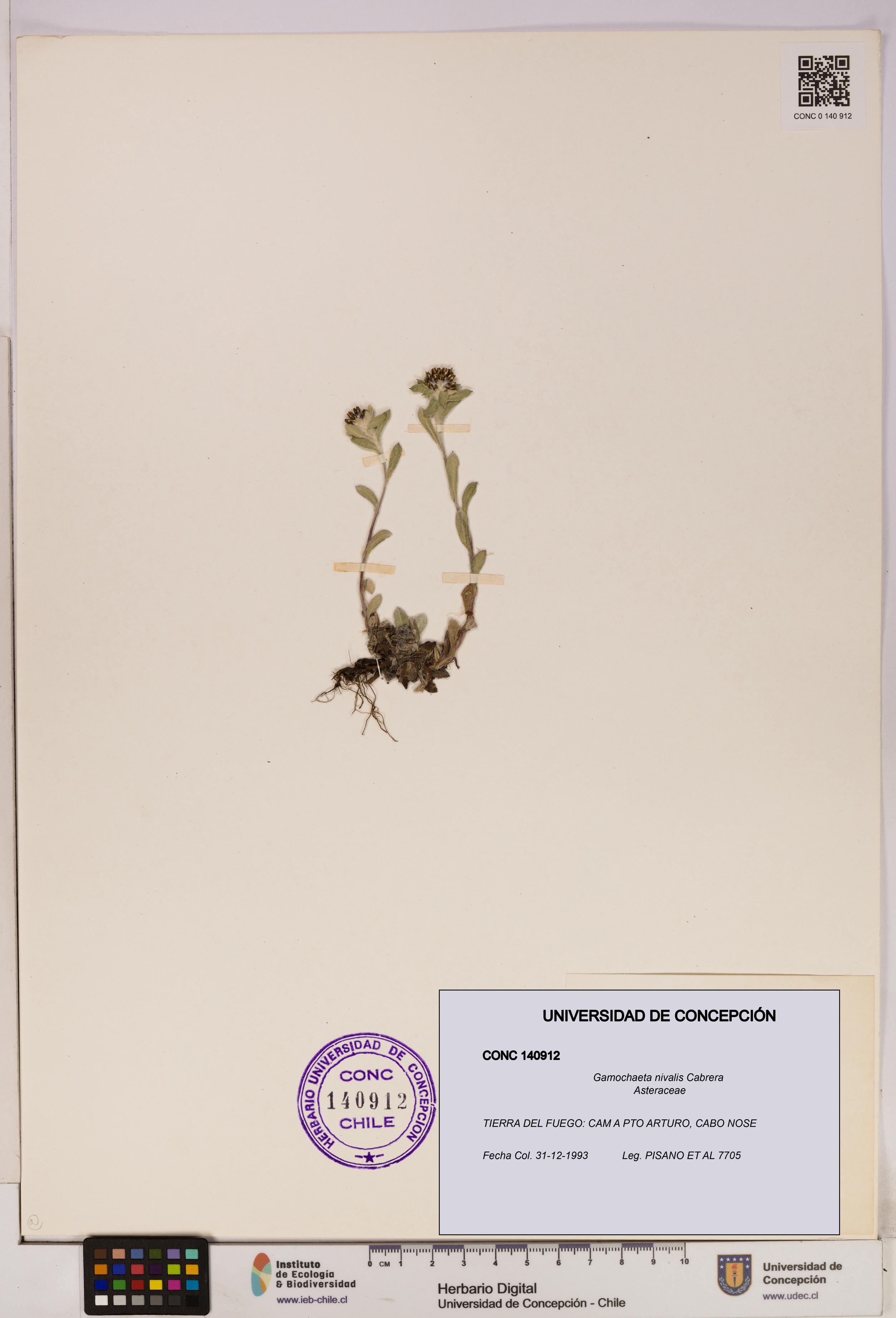 Gamochaeta nivalis [Espécimen: UDEC:CONC:0140912]