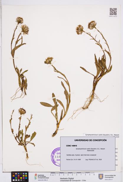 Symphyotrichum vahlii [Espécimen: ]