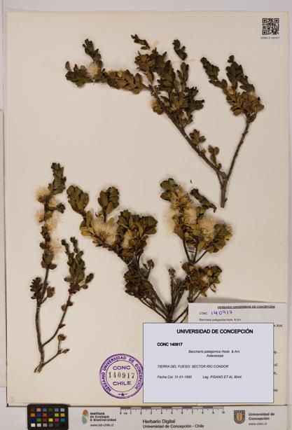 Baccharis patagonica [Espécimen: UDEC:CONC:0140917]