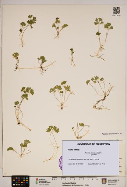 Azorella ranunculus [Espécimen: ]