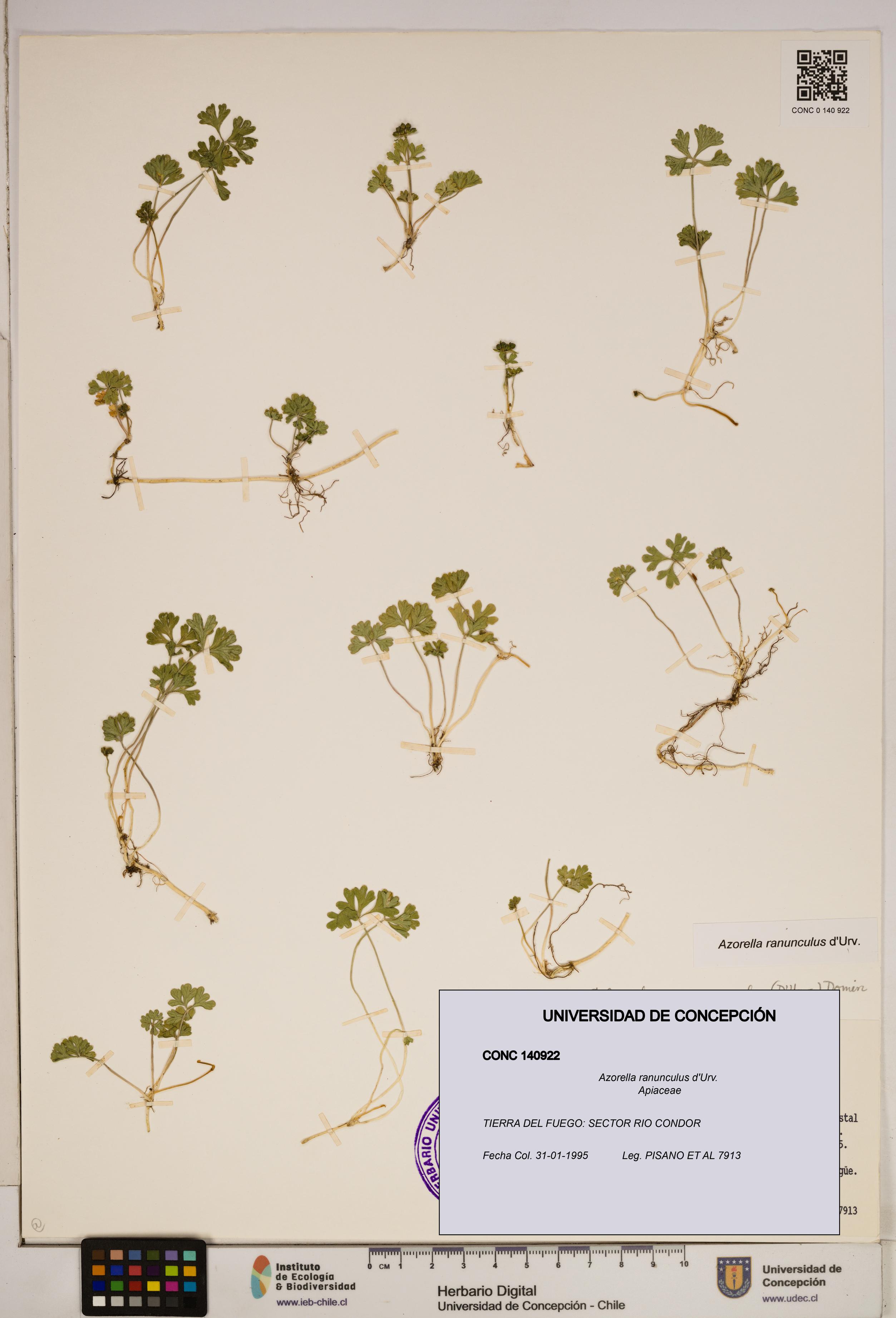 Azorella ranunculus [Espécimen: ]