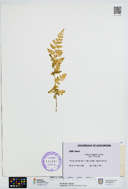 Cystopteris apiiformis [Espécimen: UDEC:CONC:0140937]