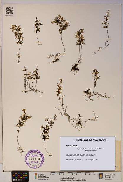 Hymenophyllum secundum [Espécimen: ]