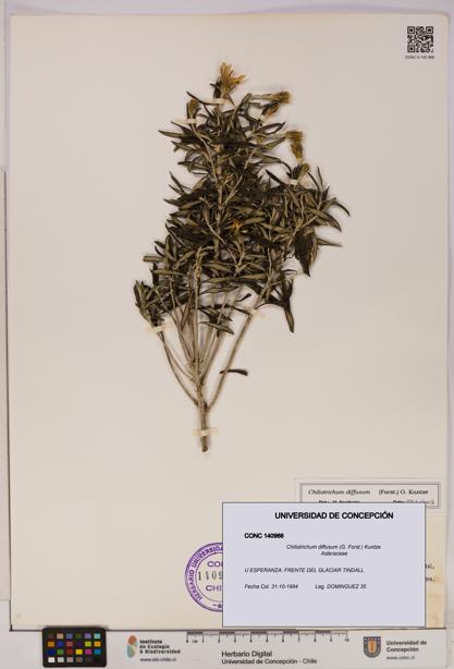 Chiliotrichum diffusum [Espécimen: UDEC:CONC:0140966]