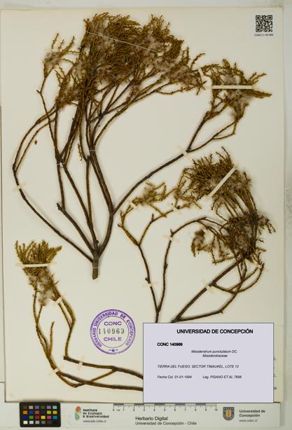 Misodendrum punctulatum [Espécimen: UDEC:CONC:0140969]