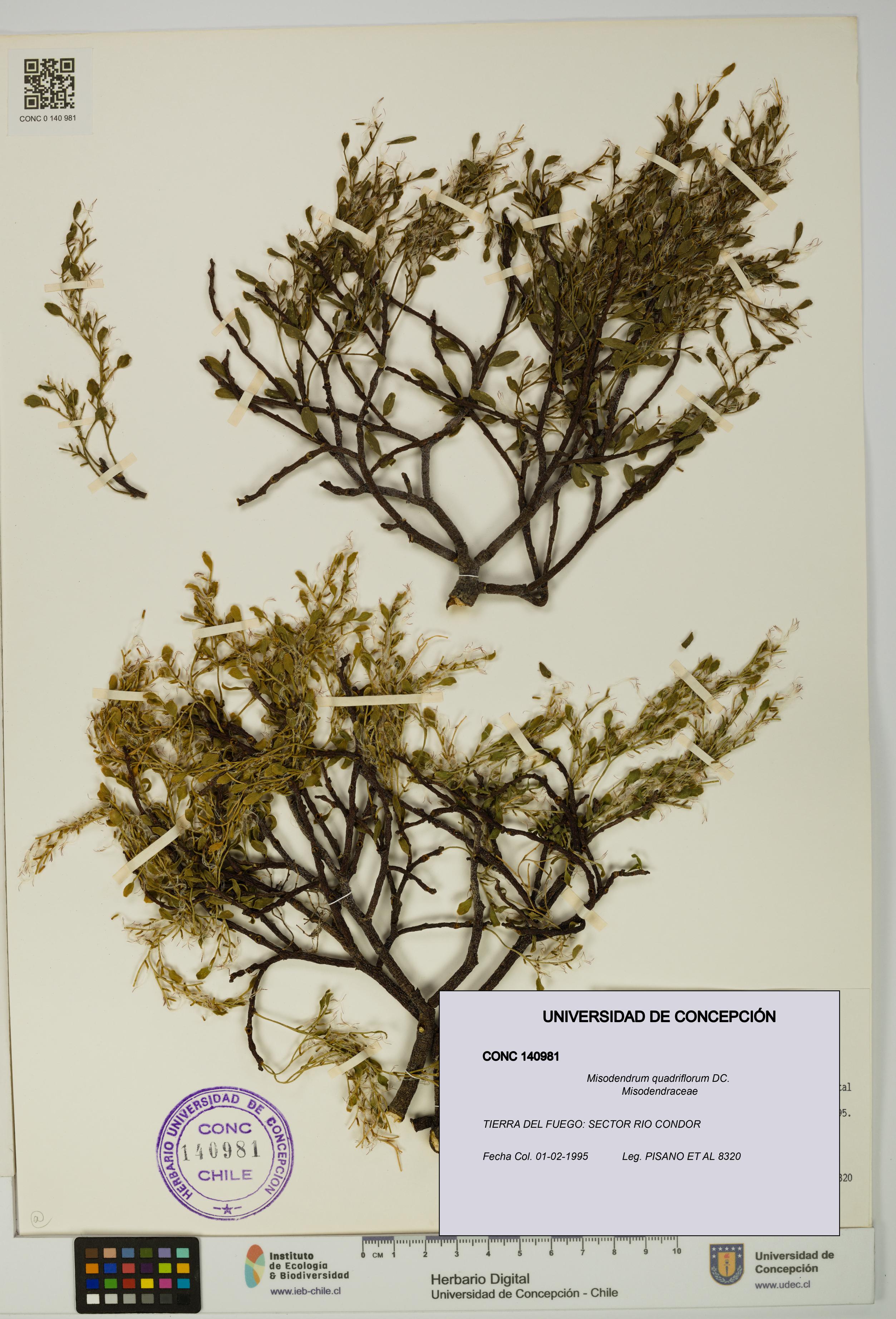 Misodendrum quadriflorum [Espécimen: UDEC:CONC:0140981]