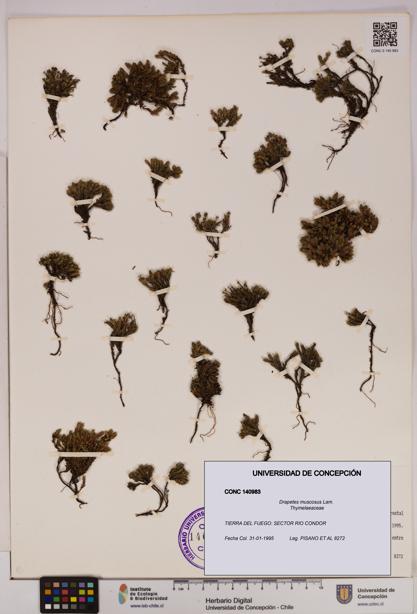 Drapetes muscosus [Espécimen: UDEC:CONC:0140983]