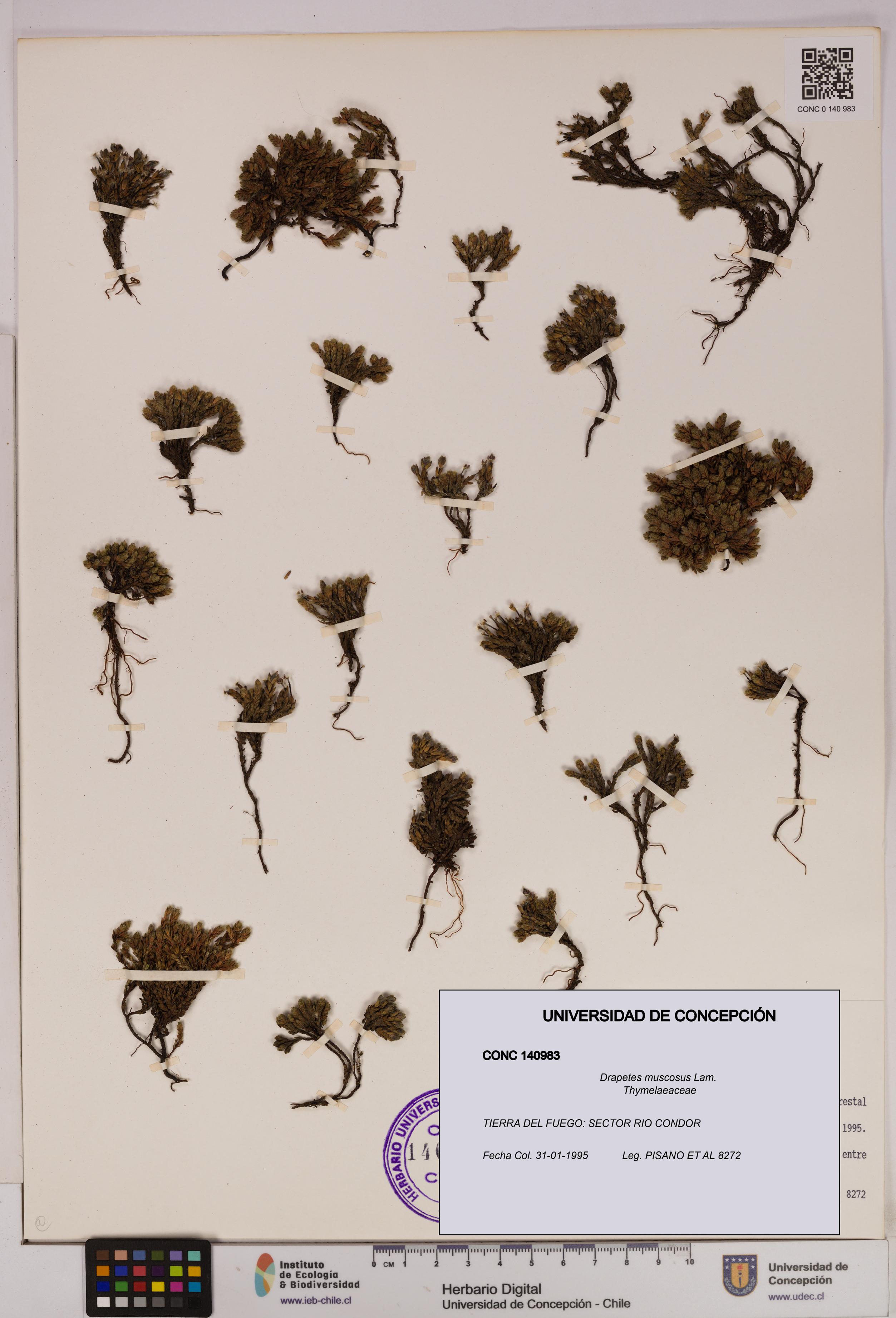 Drapetes muscosus [Espécimen: UDEC:CONC:0140983]