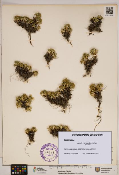 Azorella trifurcata [Espécimen: ]