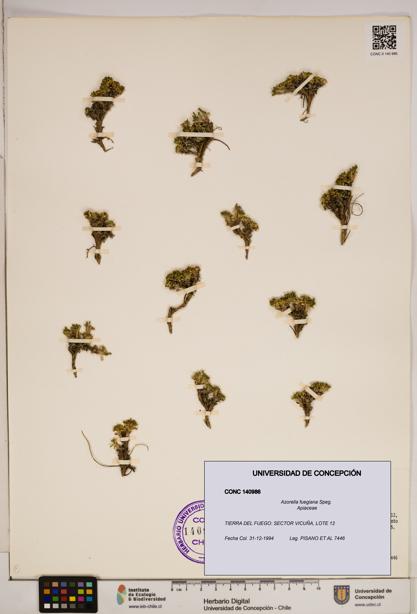 Azorella fuegiana [Espécimen: ]