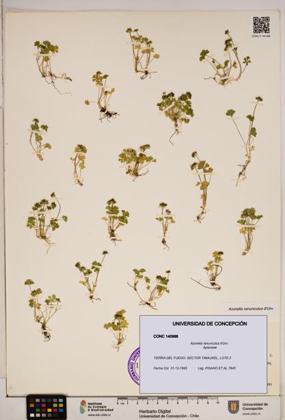 Azorella ranunculus [Espécimen: ]