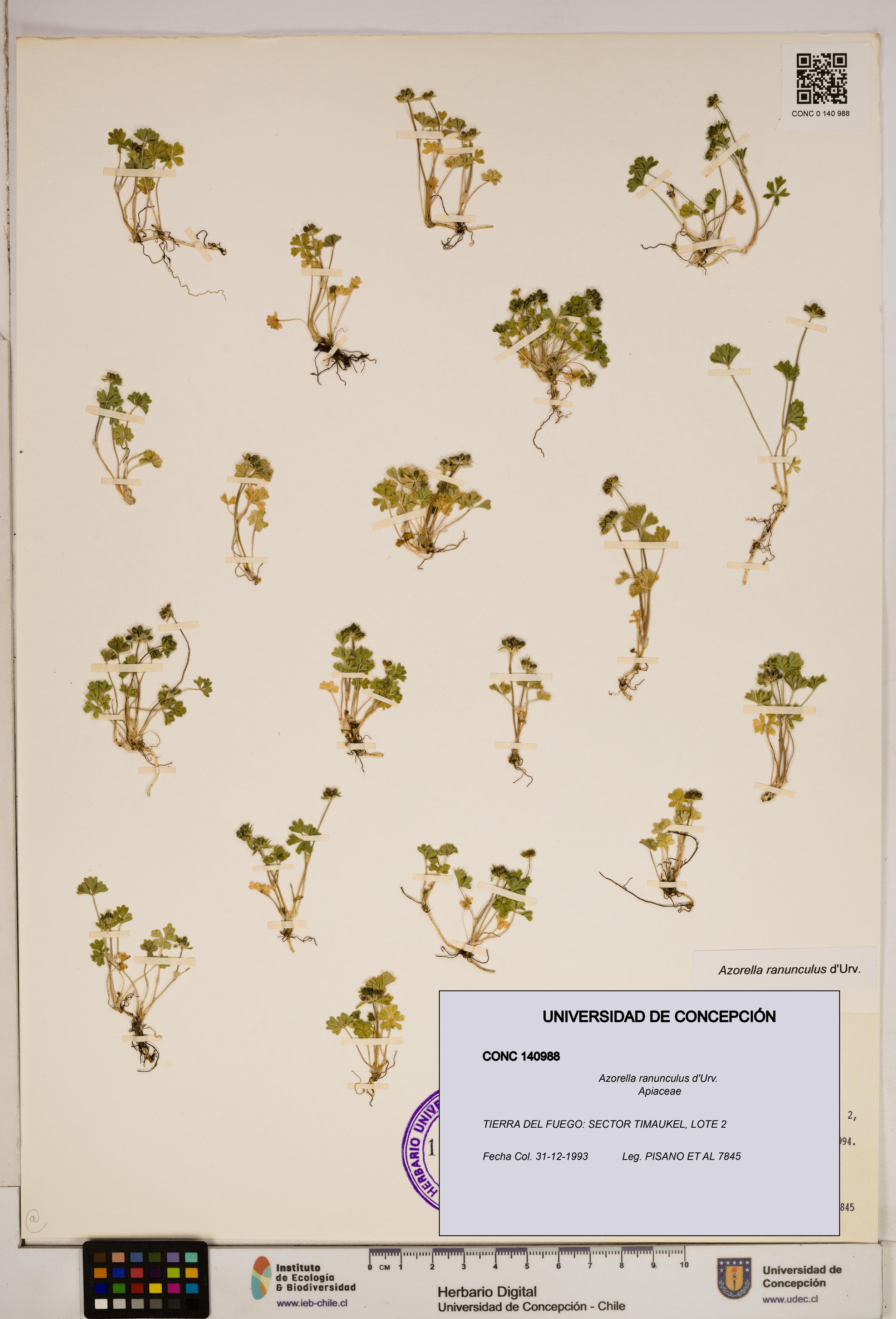 Azorella ranunculus [Espécimen: ]