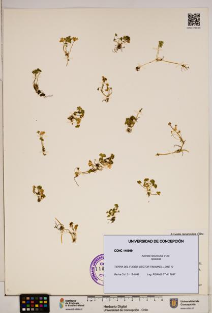 Azorella ranunculus [Espécimen: ]