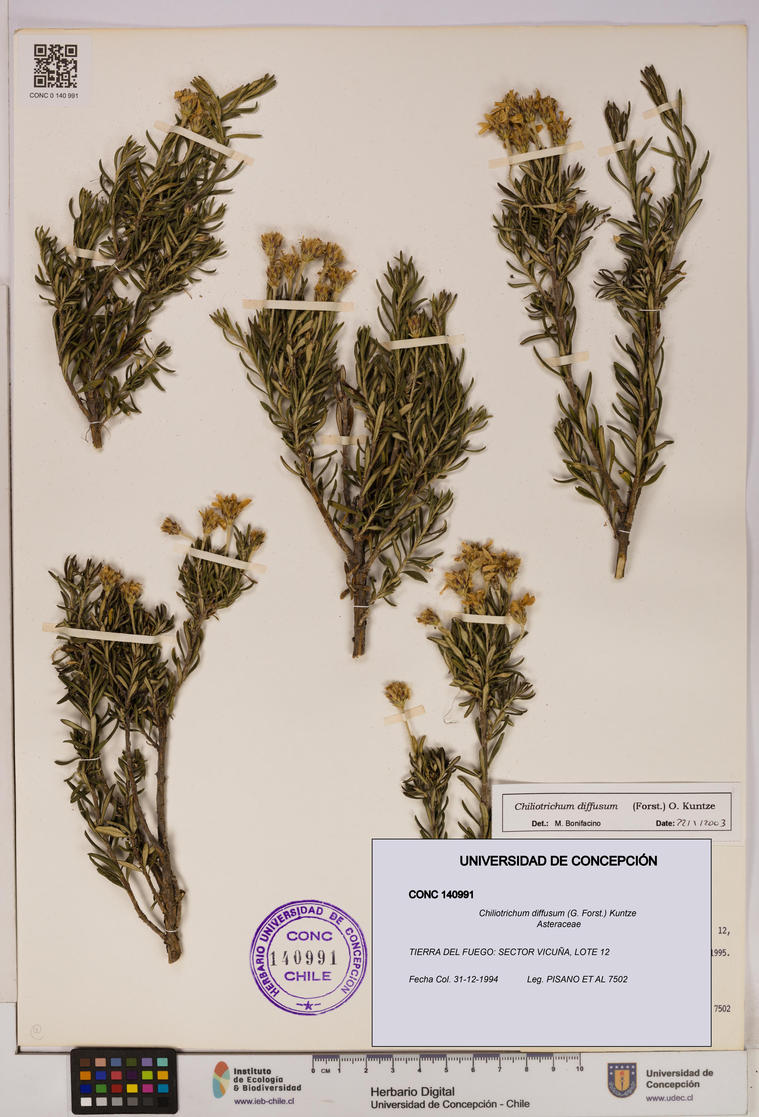 Chiliotrichum diffusum [Espécimen: UDEC:CONC:0140991]