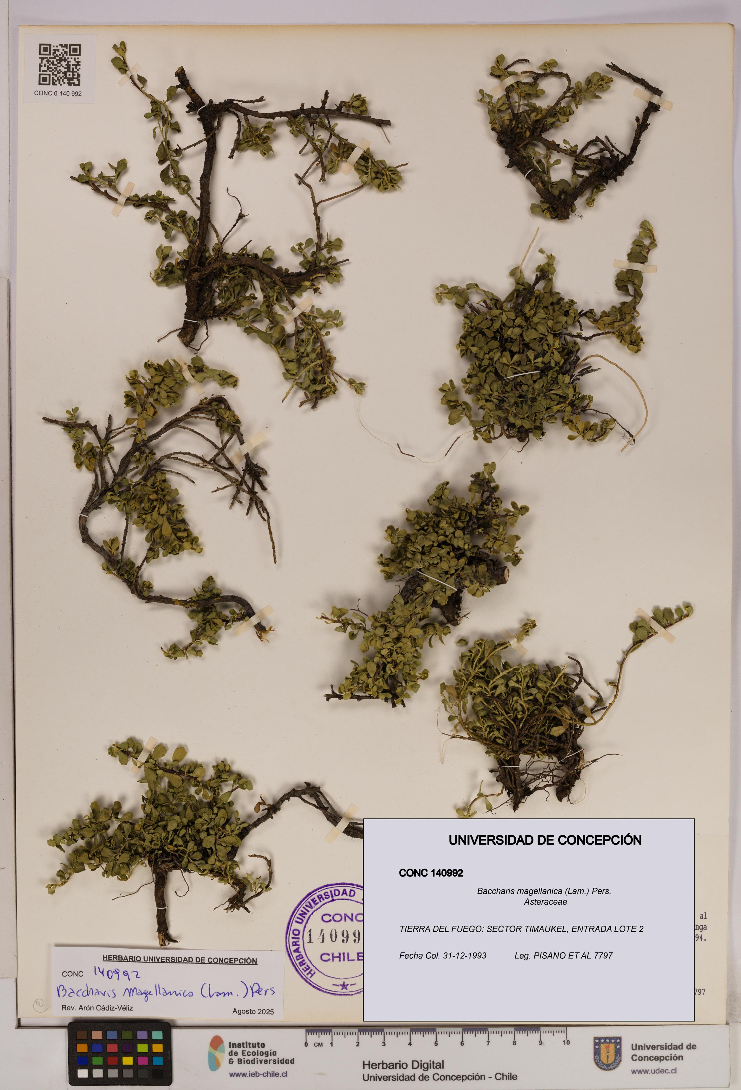 Baccharis magellanica [Espécimen: UDEC:CONC:0140992]