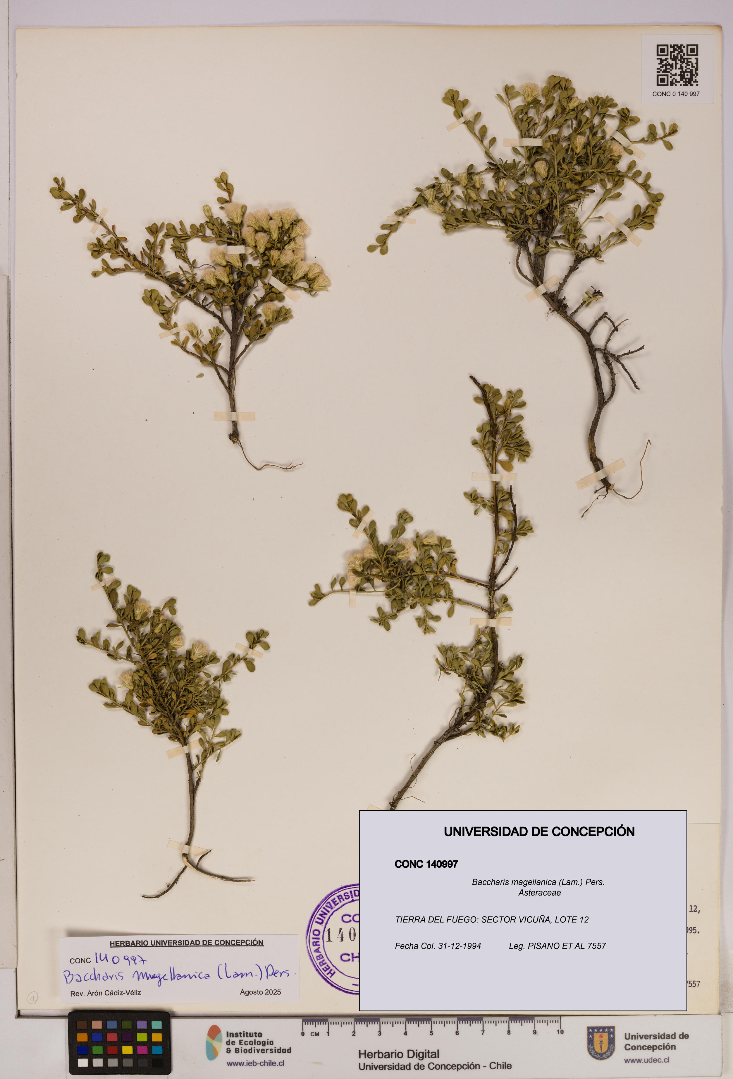 Baccharis magellanica [Espécimen: UDEC:CONC:0140997]
