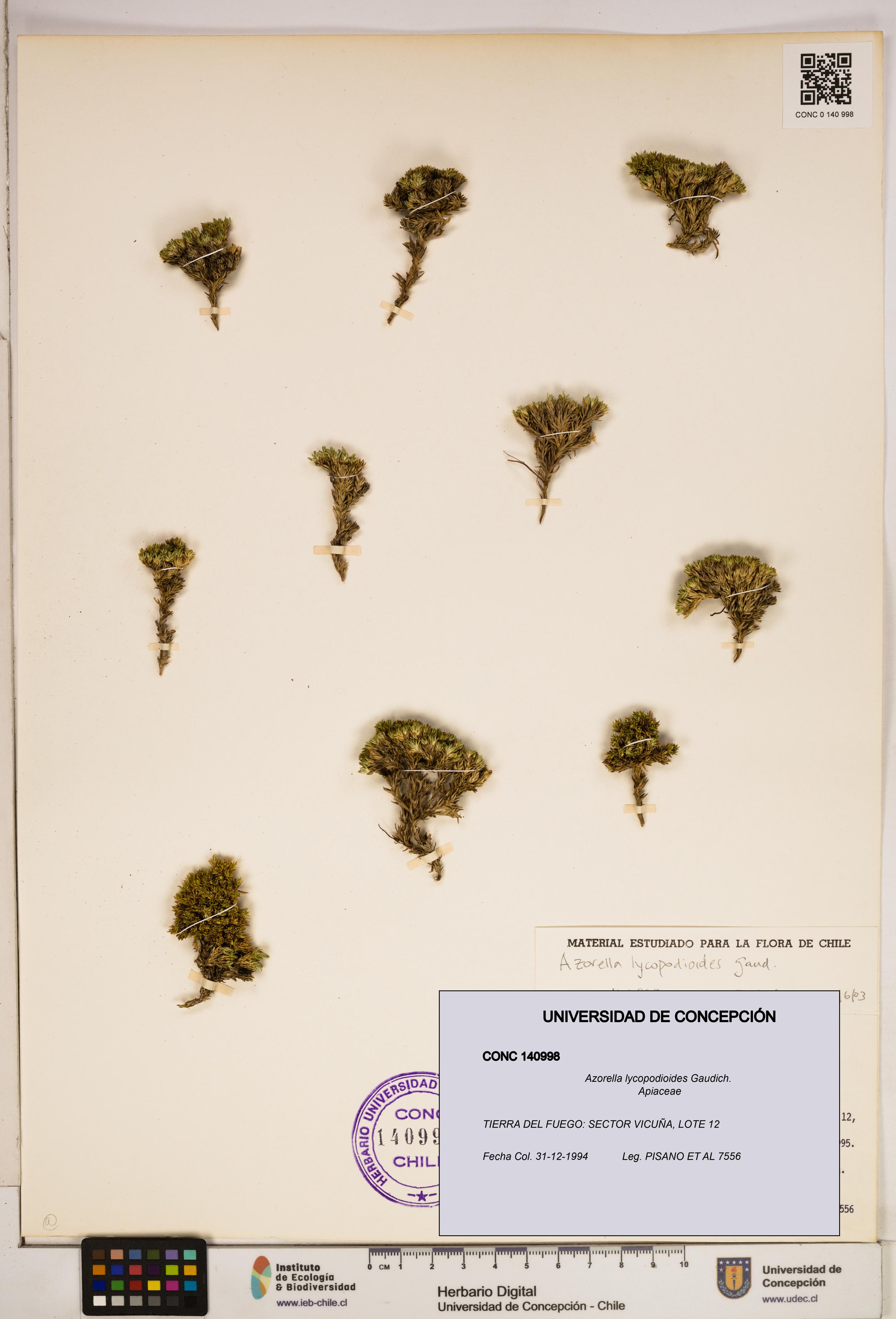 Azorella lycopodioides [Espécimen: ]