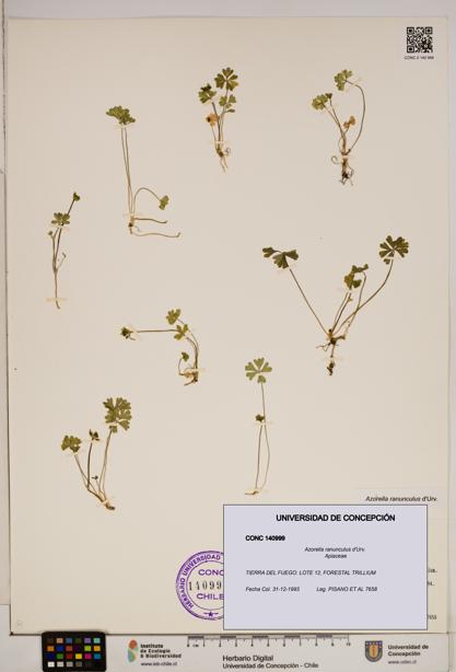 Azorella ranunculus [Espécimen: ]