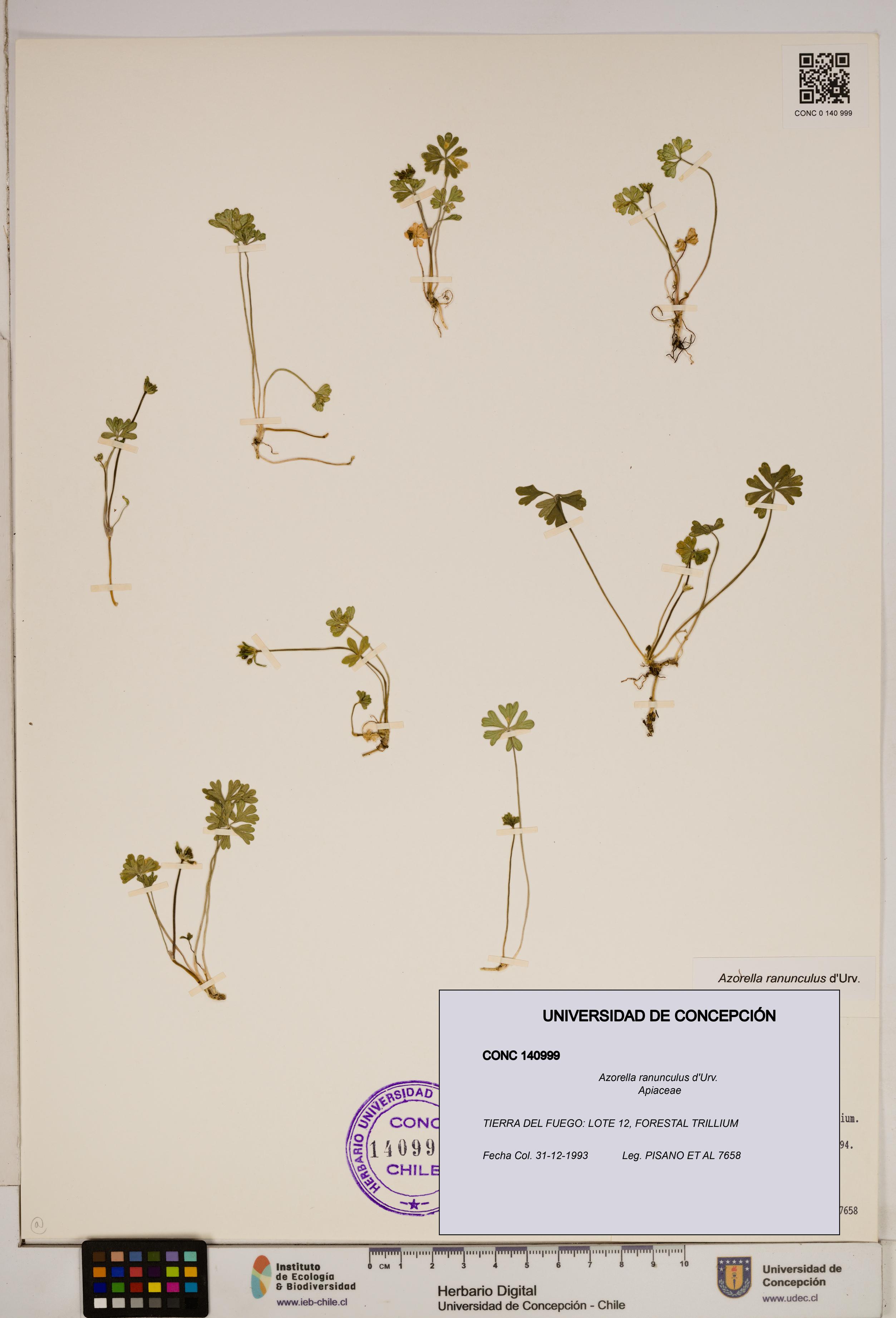 Azorella ranunculus [Espécimen: ]