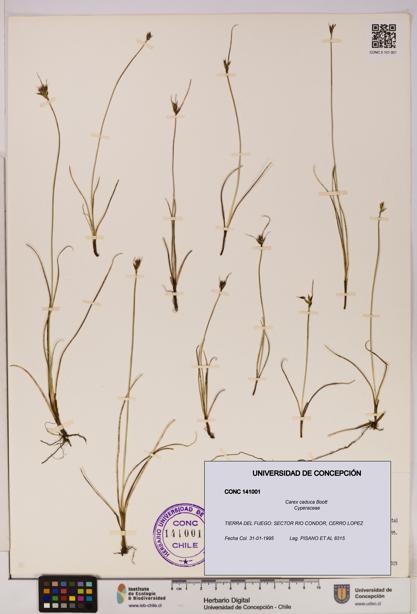 Carex caduca [Espécimen: UDEC:CONC:0141001]