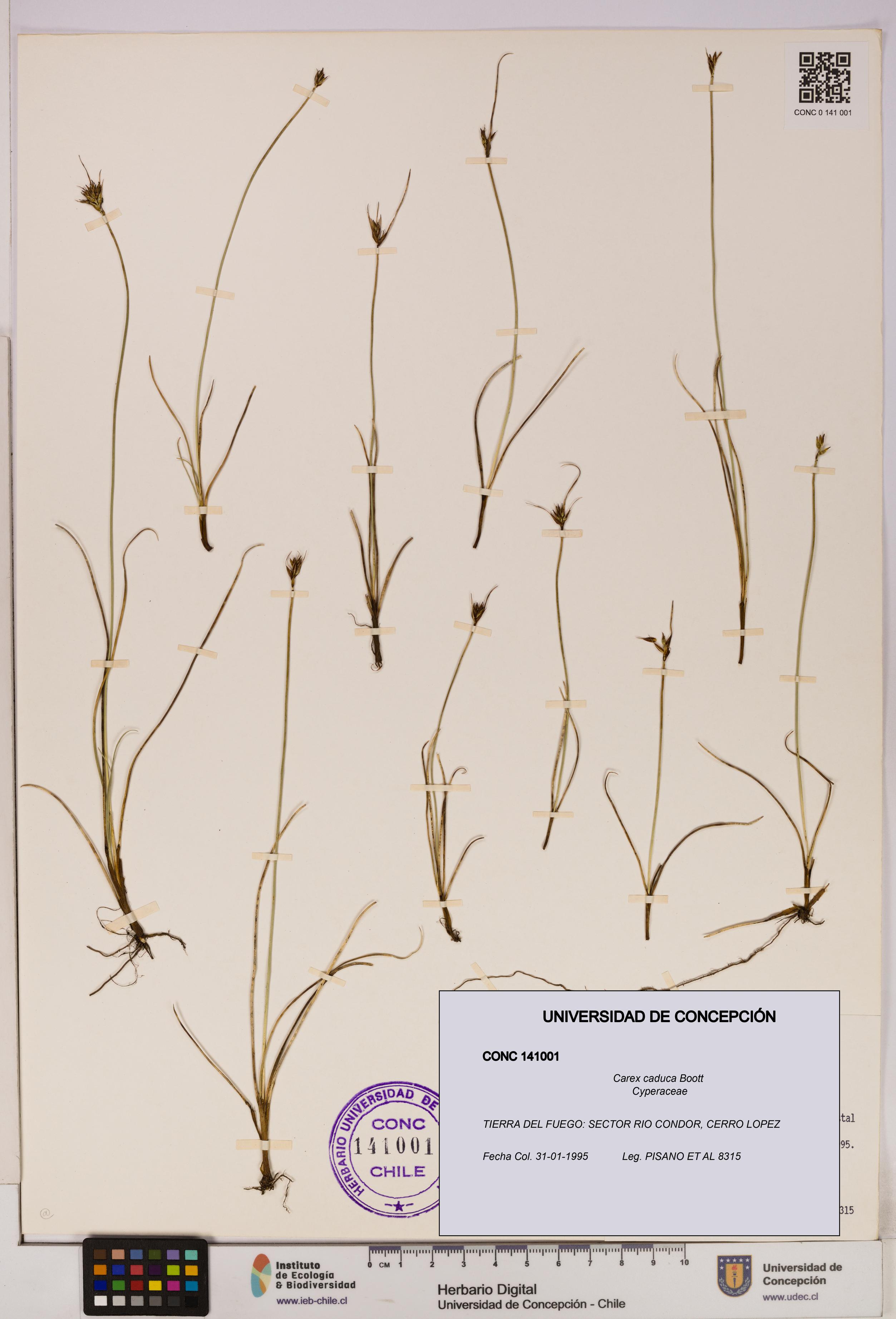 Carex caduca [Espécimen: UDEC:CONC:0141001]