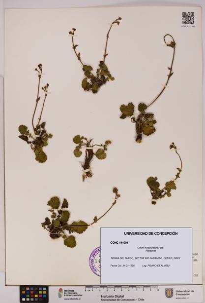 Geum involucratum [Espécimen: UDEC:CONC:0141004]