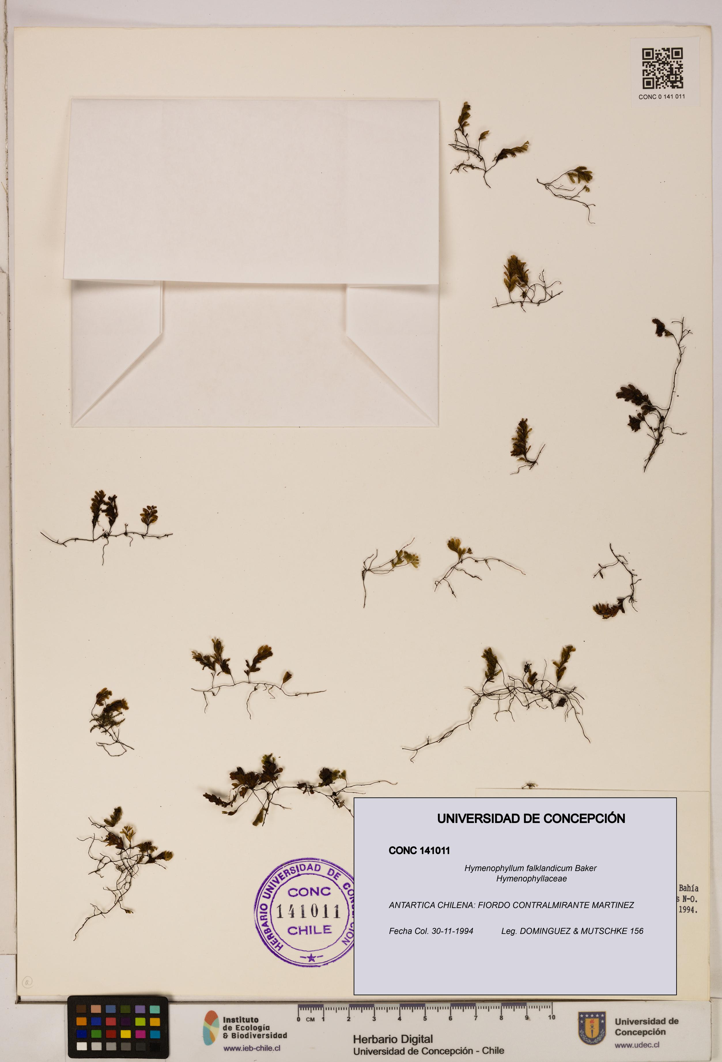 Hymenophyllum falklandicum [Espécimen: UDEC:CONC:0141011]