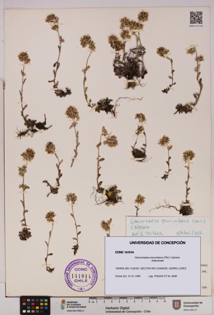 Gamochaeta procumbens [Espécimen: UDEC:CONC:0141014]