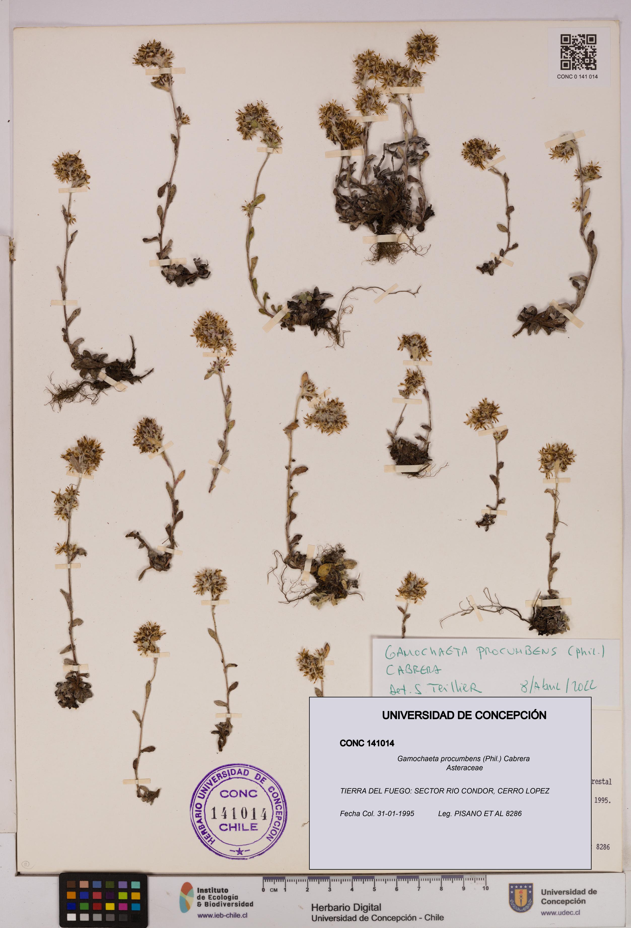 Gamochaeta procumbens [Espécimen: UDEC:CONC:0141014]