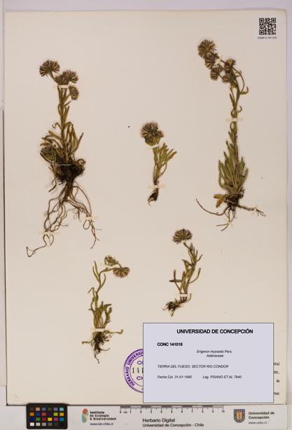Erigeron myosotis [Espécimen: UDEC:CONC:0141015]