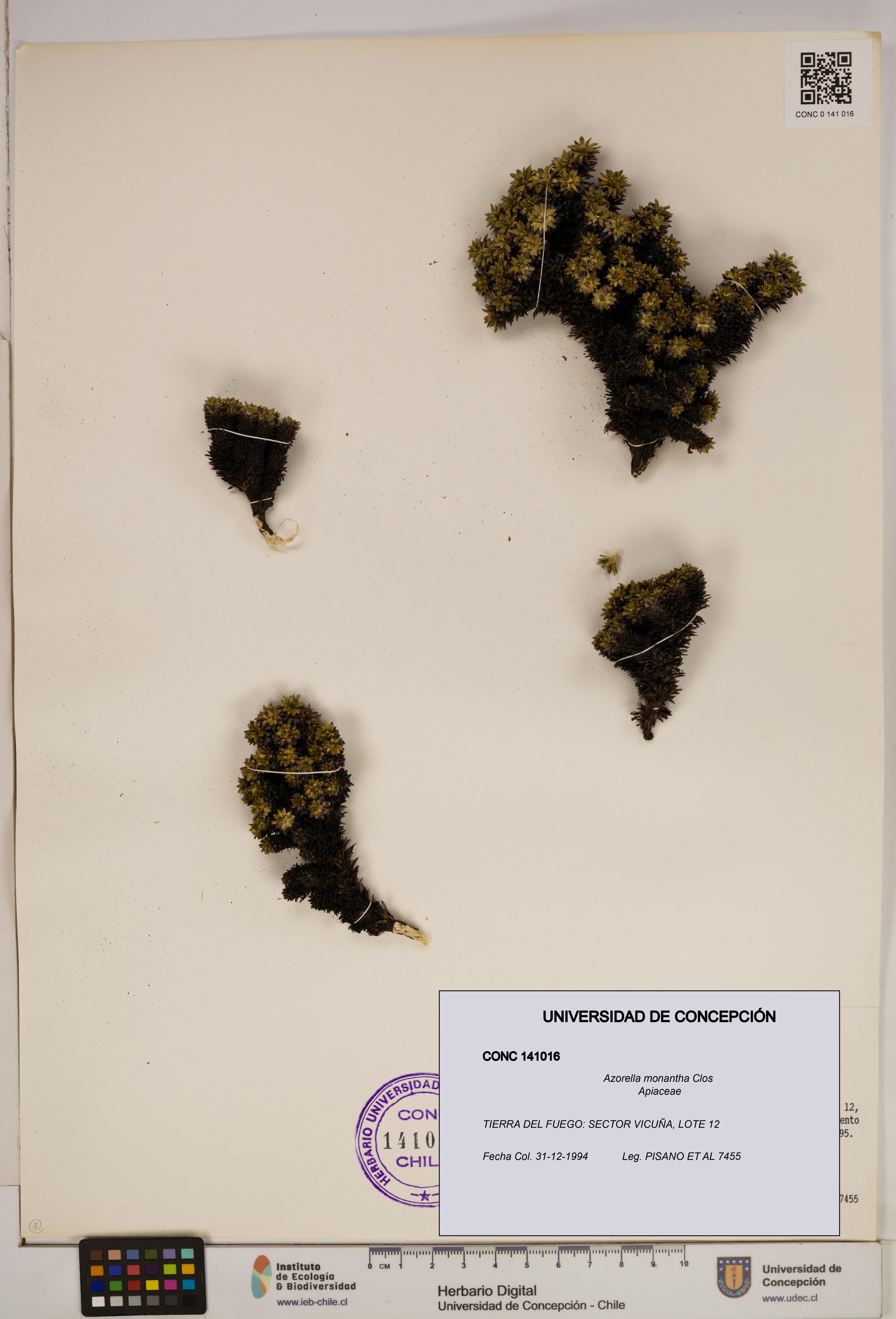 Azorella monantha [Espécimen: ]
