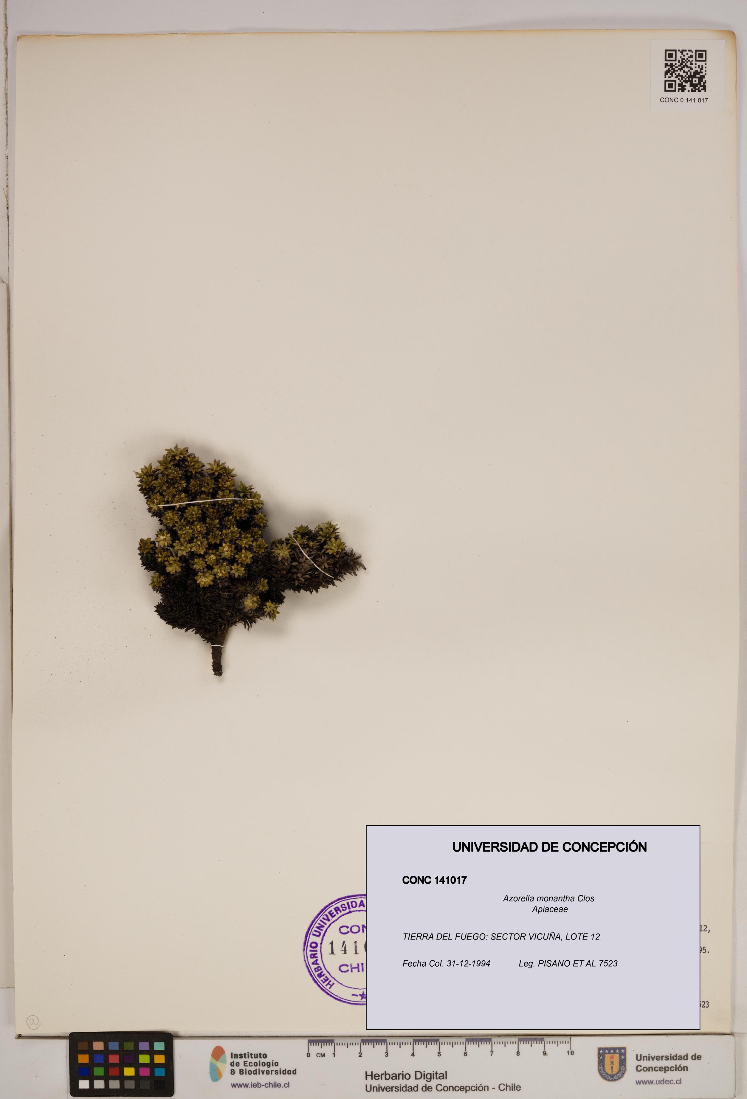 Azorella monantha [Espécimen: ]