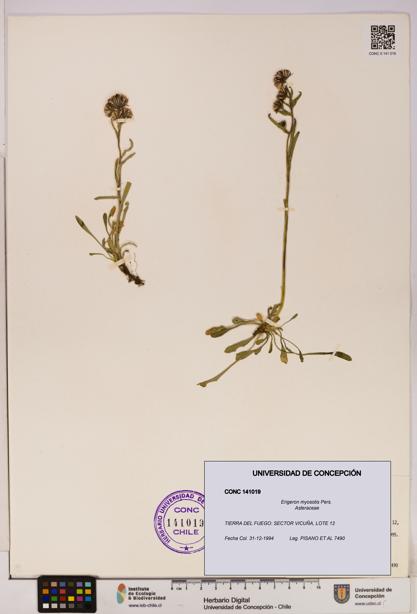 Erigeron myosotis [Espécimen: UDEC:CONC:0141019]