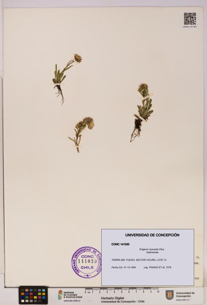 Erigeron myosotis [Espécimen: UDEC:CONC:0141020]