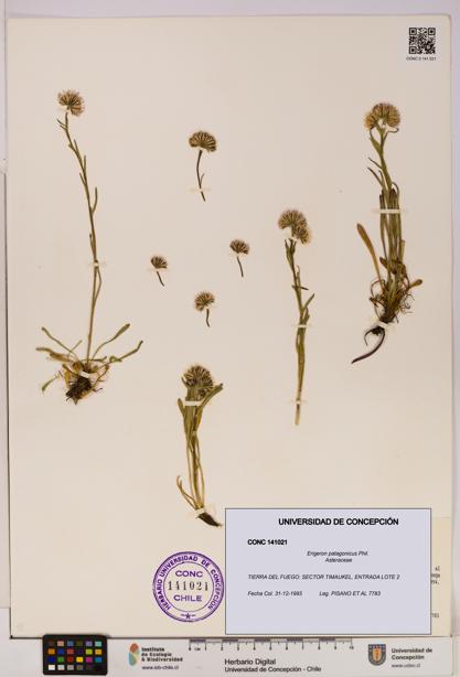 Erigeron patagonicus [Espécimen: UDEC:CONC:0141021]