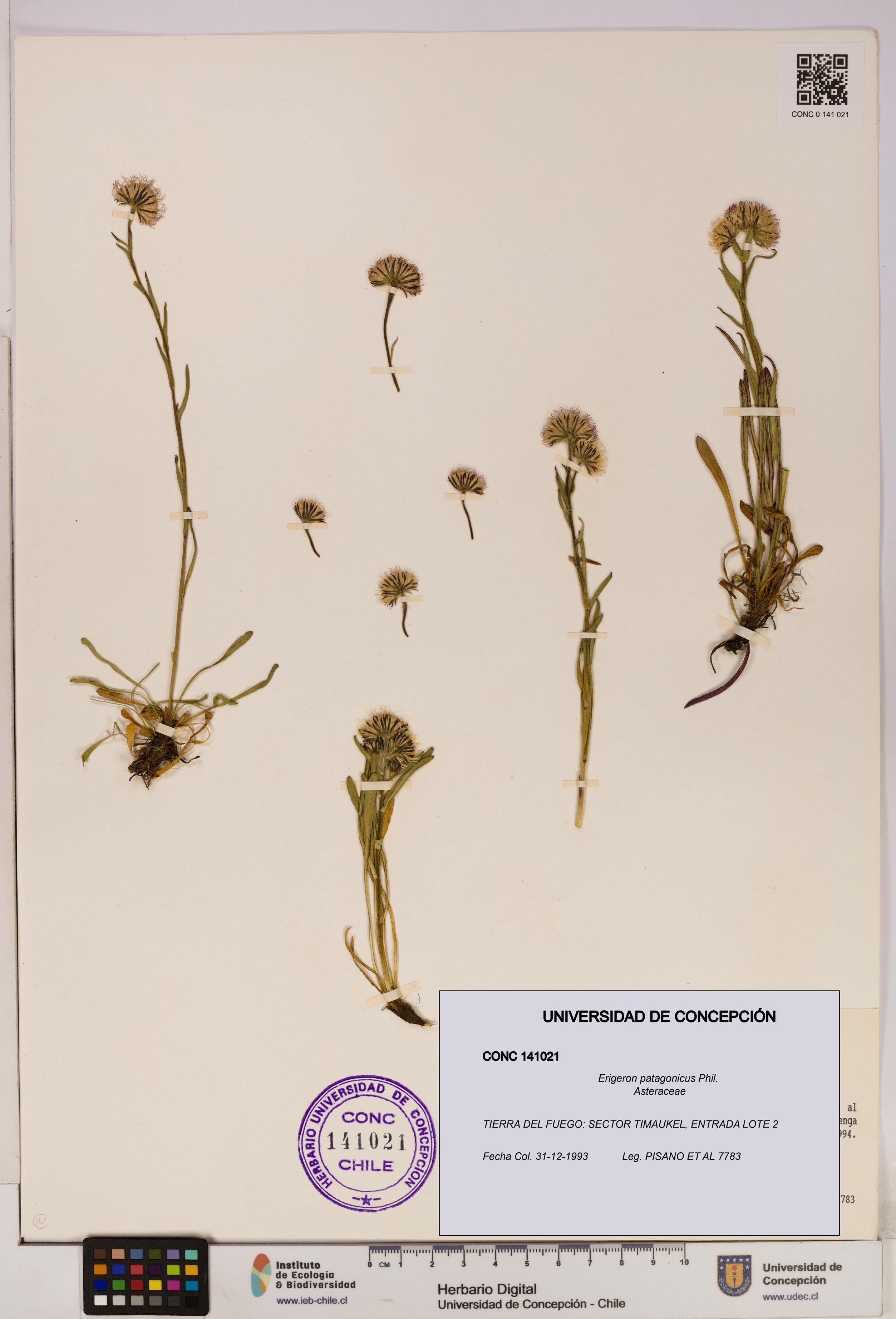 Erigeron patagonicus [Espécimen: UDEC:CONC:0141021]