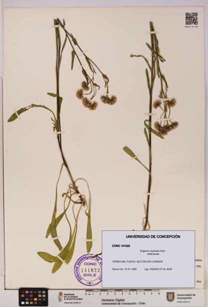 Erigeron myosotis [Espécimen: UDEC:CONC:0141022]