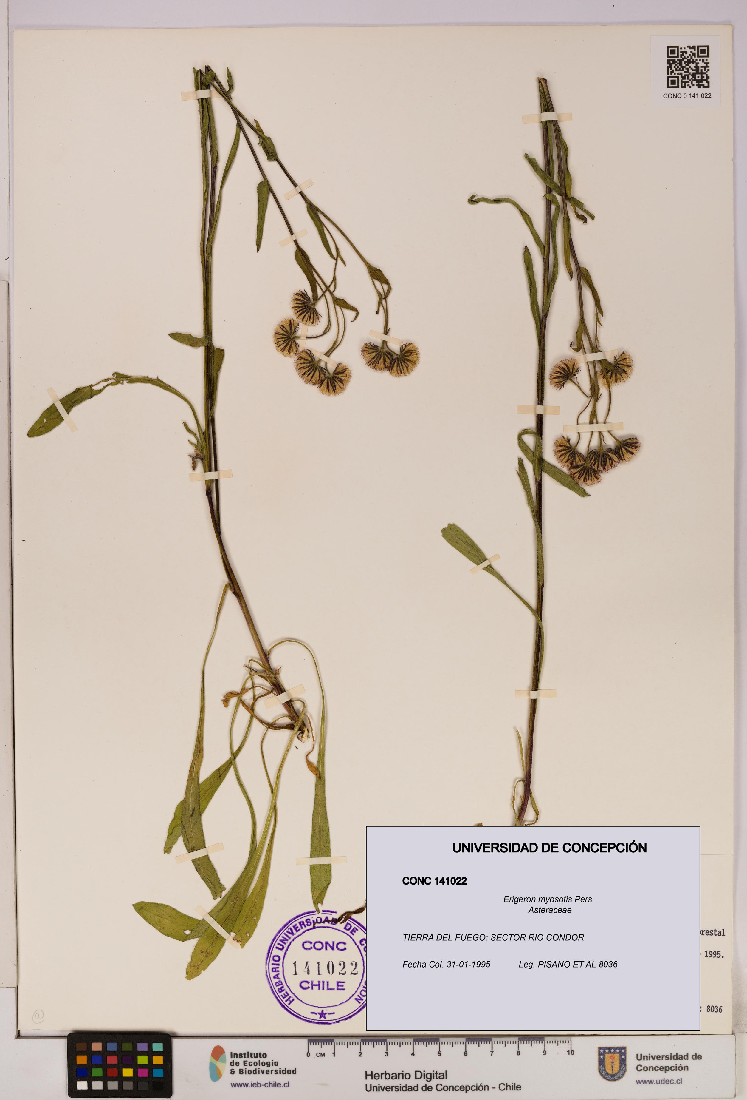 Erigeron myosotis [Espécimen: UDEC:CONC:0141022]