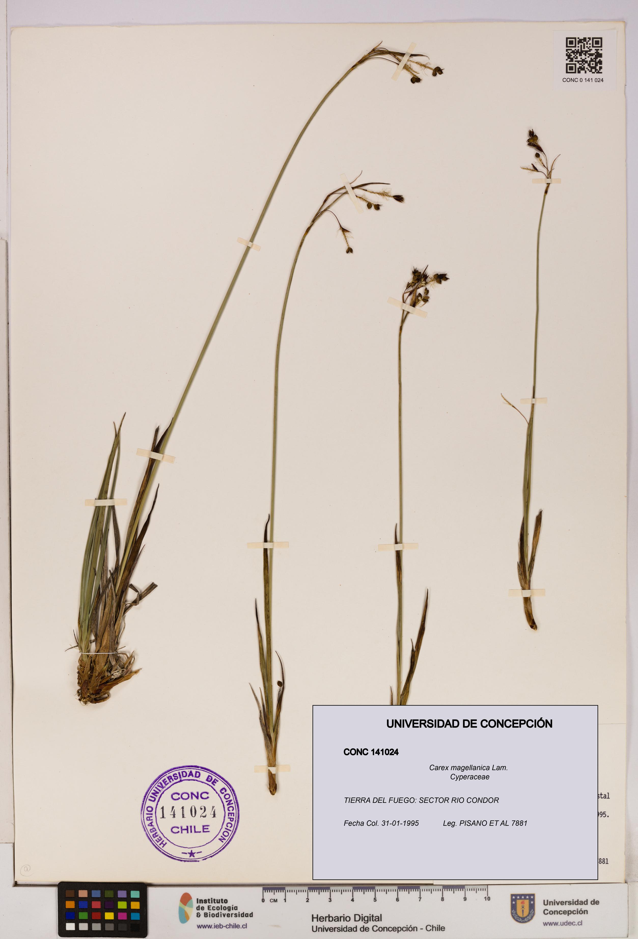 Carex magellanica [Espécimen: UDEC:CONC:0141024]