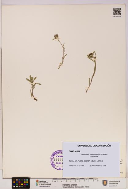 Gamochaeta chamissonis [Espécimen: UDEC:CONC:0141028]