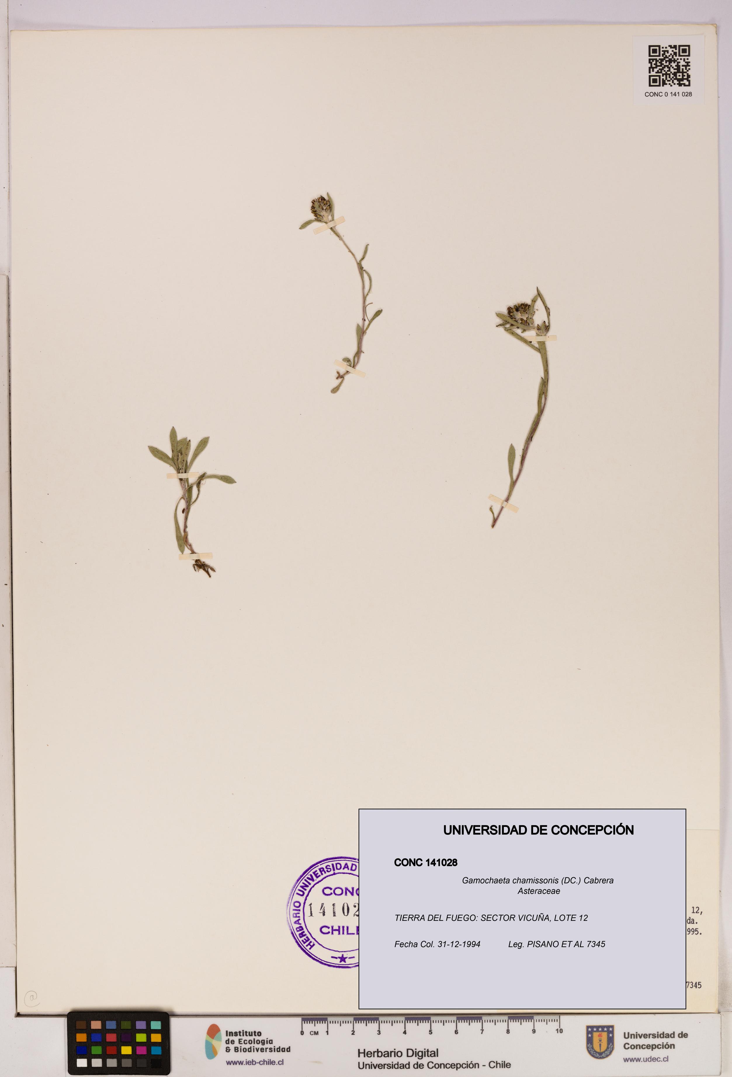 Gamochaeta chamissonis [Espécimen: UDEC:CONC:0141028]