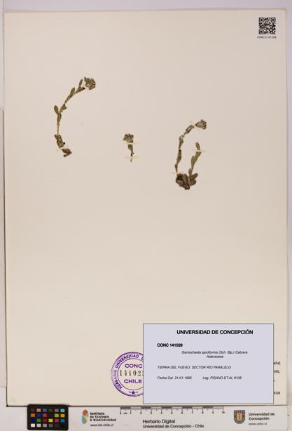 Gamochaeta spiciformis [Espécimen: UDEC:CONC:0141029]