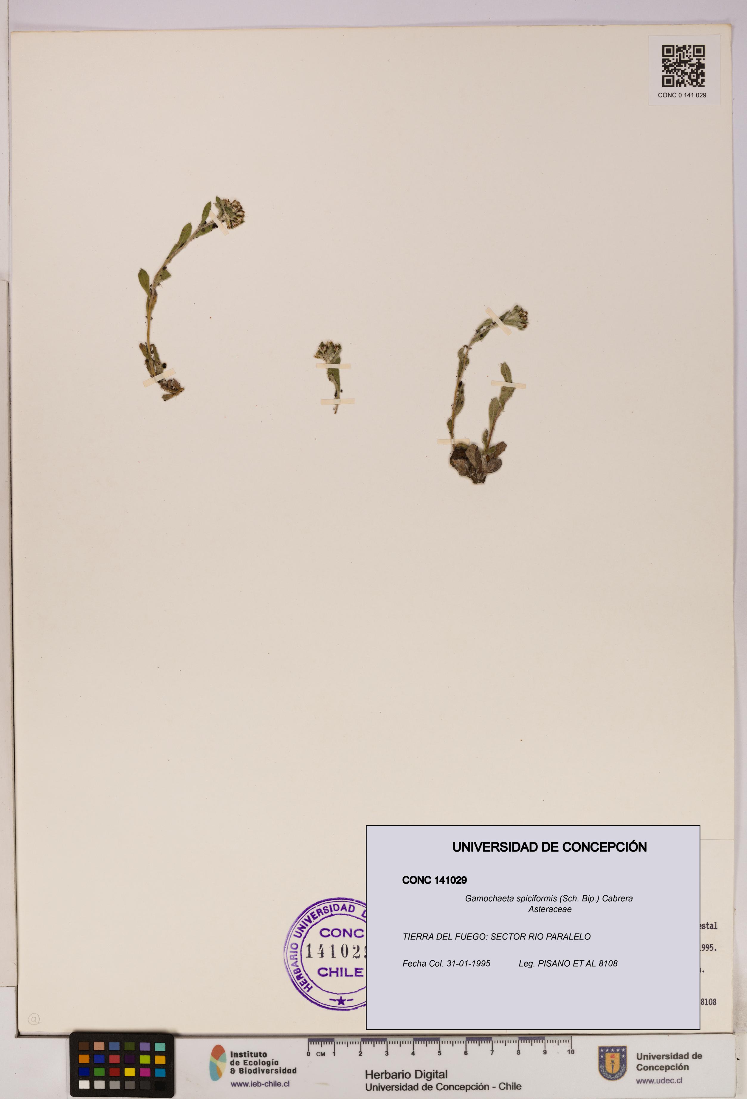 Gamochaeta spiciformis [Espécimen: UDEC:CONC:0141029]