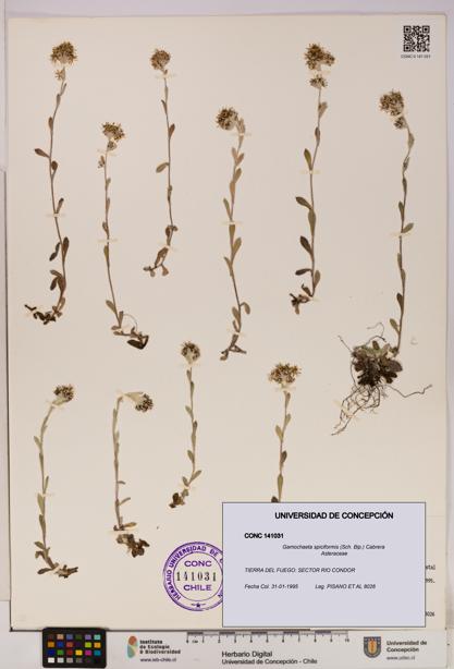 Gamochaeta spiciformis [Espécimen: UDEC:CONC:0141031]