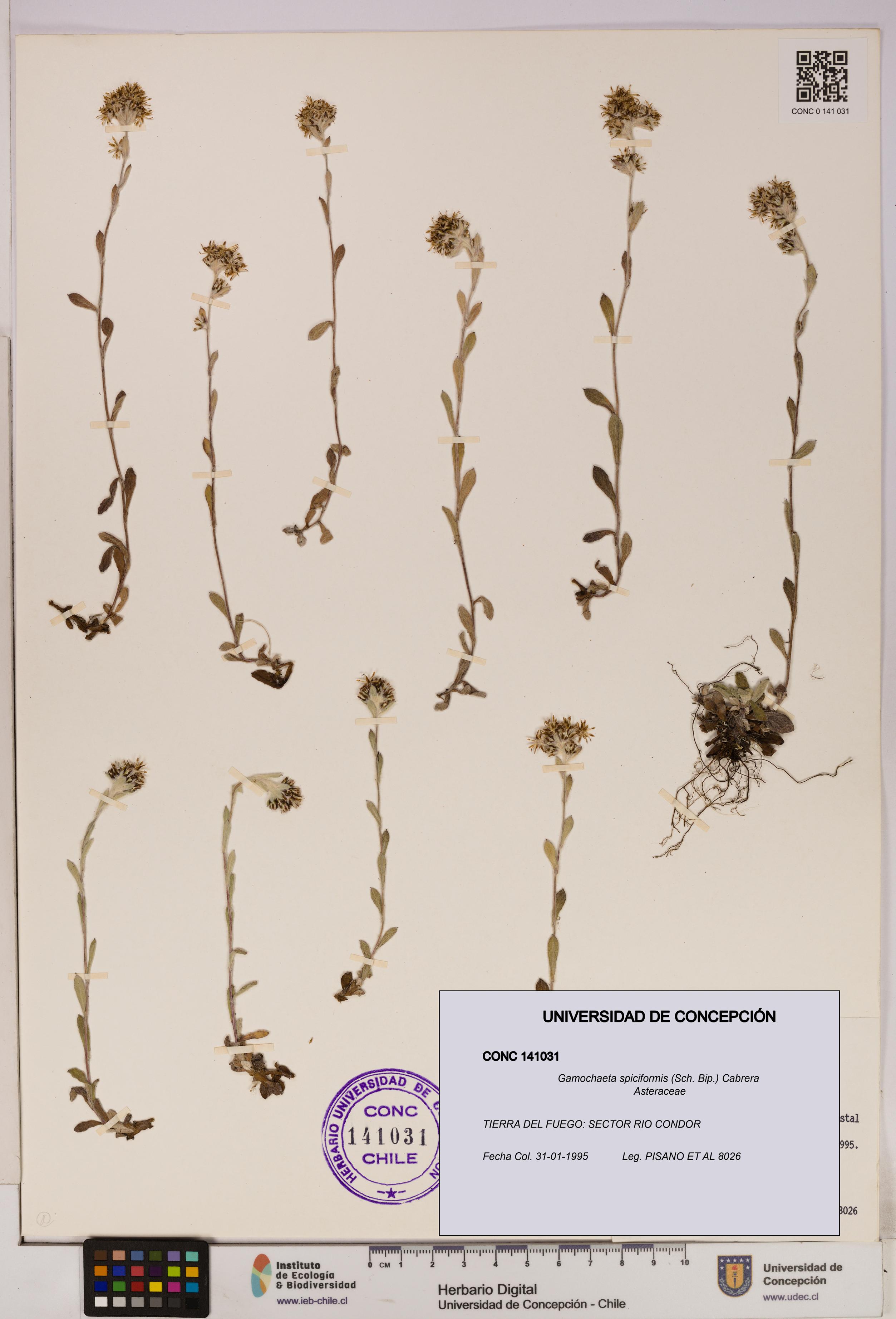 Gamochaeta spiciformis [Espécimen: UDEC:CONC:0141031]