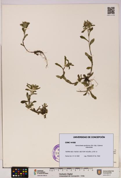 Gamochaeta spiciformis [Espécimen: UDEC:CONC:0141032]